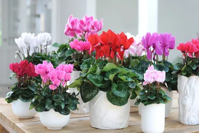 Цикламены Лесландия Цикламен персидский Розовый, 5 шт - купить по выгодным  ценам в интернет-магазине OZON (666304227)