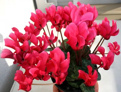 Цикламен персидский – мини Гильда Cyclamen persicum – mini Hilde - купить  семена цветов с доставкой по Украине в магазине Добродар