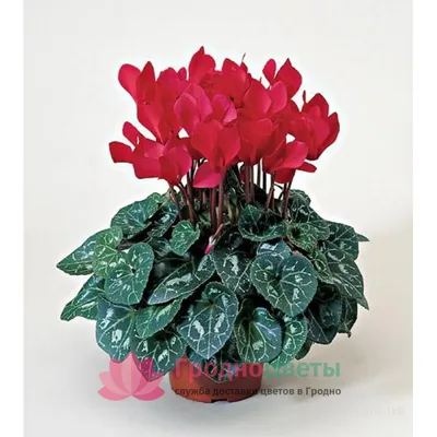 Комнатное растение Цикламен — фото, описание и уход. Вредители и болезни  растений, борьба с ними