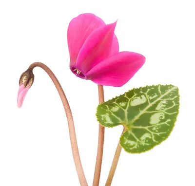 Цикламен персидский – мини Розмари Cyclamen persicum – mini Rosemarie -  купить семена цветов с доставкой по Украине в магазине Добродар