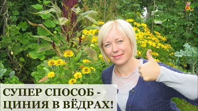 Семена цветов Циния геогиноцвековая Поиск Пепито дварф микс 0,4 г — цена в  Оренбурге, купить в интернет-магазине, характеристики и отзывы, фото