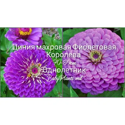 Циния - Рассада однолетних цветов - Каталог - SlavUsadba.ru