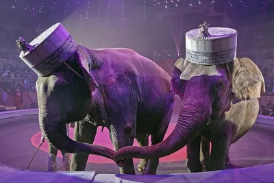 Цирк без животных – это не цирк»: дрессировщики обсудили самую важную для  себя тему