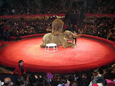 Шоу цирка Никулина в Сочи Парке – входит в стоимость единого билета! — Сочи  Парк