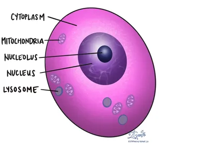 Цитоплазма — Википедия