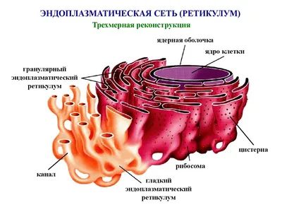 Цитоплазма чашки форменная иллюстрация штока. иллюстрации насчитывающей  биохимии - 84227386