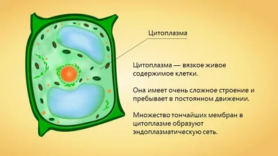 Цитоплазма - структура клетки, которая содержит белки, углеводы, липиды,  ферменты и другие молекулы, необходимые для выполнения ее функций» —  создано в Шедевруме