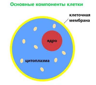 🔬ЦИТОПЛАЗМА Цитоплазма — обязательная часть клетки, заключенная между  плазматической мембраной и ядром; подразделяется.. | ВКонтакте