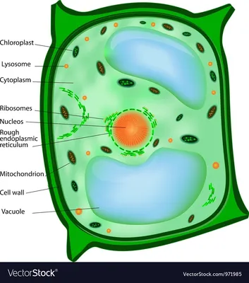 Цитоплазма чашки форменная иллюстрация штока. иллюстрации насчитывающей  иллюстрация - 84225728
