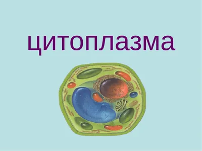 Цитоплазма | MyPathologyReport.ca