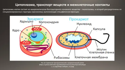 10. Клеточная теория. Общий план строения клетки: Общий план строения клеток