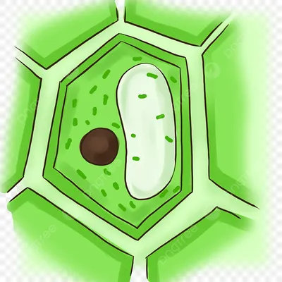Органоиды клетки, подготовка к ЕГЭ по биологии
