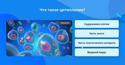 Зачем амёбе цитоплазма?» — Яндекс Кью