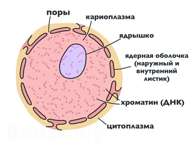 Клетки растительные клетки ядро цитоплазма PNG , клетка, растительные  клетки, ядро PNG картинки и пнг PSD рисунок для бесплатной загрузки