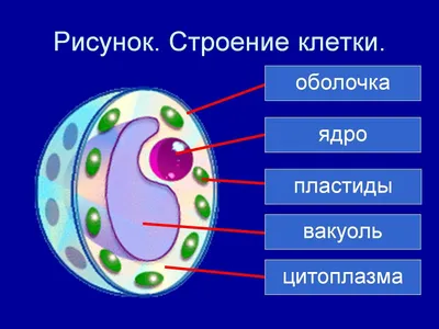 ЦИТОЛОГИЯ: Органоиды эукариот | BioFamily | ЕГЭ по биологии 2024 | Дзен