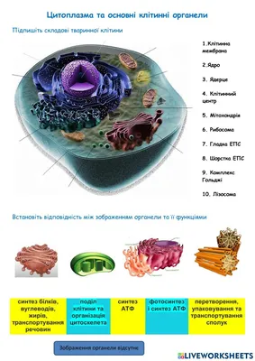 Ответы Mail.ru: Цитоплазма клетки-это?...Что такое цитоплазма клетки?..