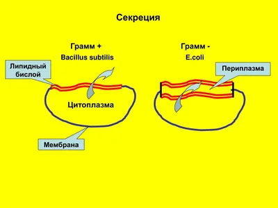 Картина на холсте \"Бактерия, нуклеоид, цитоплазма\" 120x90 см. с алюминиевым  подвесом, в тубусе - купить по низкой цене в интернет-магазине OZON  (551943139)