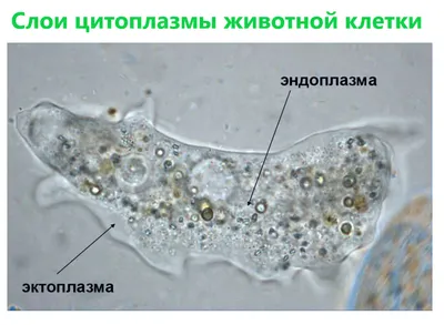 Бесплатное изображение: Микрофотография plasmodium vivax, microgametocyte,  синий, цитоплазма, маг, 1125 x