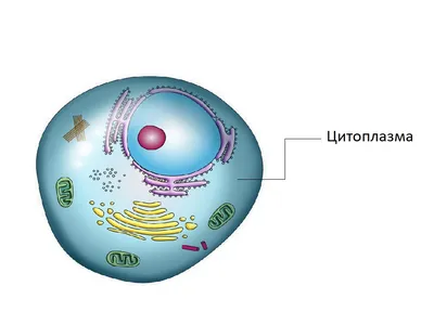 Цитоплазма | Биология | Дзен
