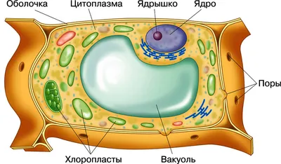 Цитоплазма картинки биология (46 фото) » Юмор, позитив и много смешных  картинок