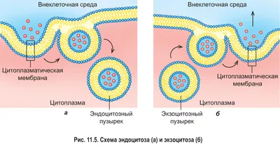 Біологія 9 клас. Структура еукаріотичної клітини. Цитоплазма. Рибосоми.  Органели руху. - YouTube