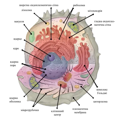 Цитоплазма и её органоиды - презентация онлайн