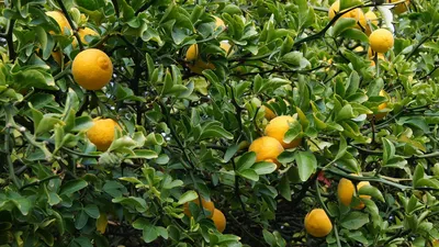 Citrus Fruits: Nutrition, Health Benefits, Risks, and More