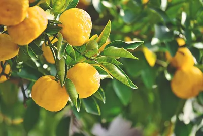 Florida Fruit Shippers | Citrus Fruit Shippers in Florida