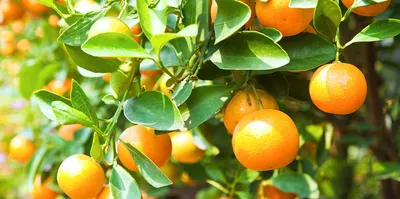 Florida Fruit Shippers | Citrus Fruit Shippers in Florida
