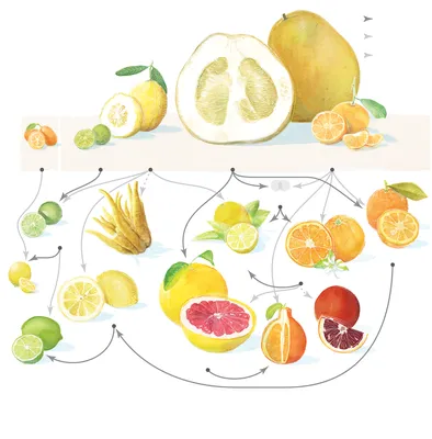 25 Delicious Citrus Fruits, Recipes, And Their Benefits