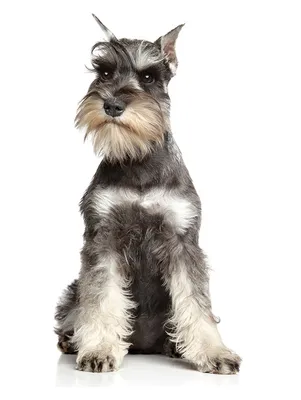 Цвергшнауцер (Zwergschnauzer) - игривая, любознательная и компанейский  порода собак. Описание, фото и отзывы.
