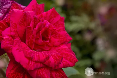 101 роза Продам цвети 45000: 45 000 тг. - Комнатные растения Актау на Olx