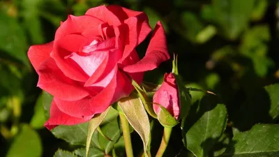 Заказать Букет \"5 роз\" | Цветули - уникальный сервис по доставке цветов без  накруток и посредников в городе Киров