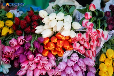 Фотообои Сиреневые цветочки купить в Москве, Арт. 9-005 в  интернет-магазине, цены в Мастерфресок
