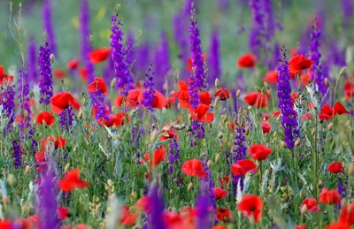 Цветочный Луг Цветы Полевые: 8 тыс изображений найдено в Яндекс.Картинках |  Дельфиниум, Маки, Цветы