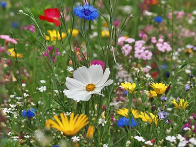 Цветущий луг - выбор из более 40 видов луговых цветковых растений - 100  грамм - семена – Garden Seeds Market | Бесплатная доставка