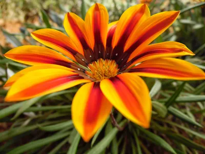 Газания: яркие цветы из Южной Африки для украшения вашего сада | Лидия  Захарчук.Поздравления и пожелания. | Дзен