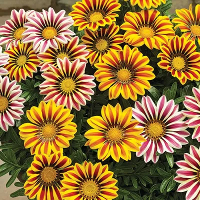 Гацания, газания, Gazania, цветок, flower, оранжевый, насекомое Stock Photo  | Adobe Stock