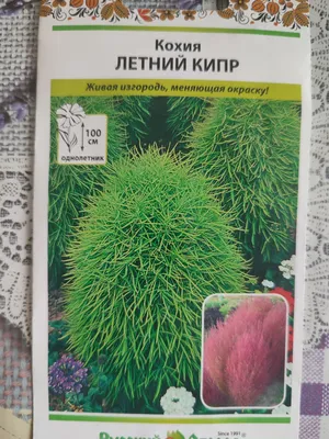 Семена кохия Русский огород Летний кипр 702732 1 уп. - отзывы покупателей  на Мегамаркет