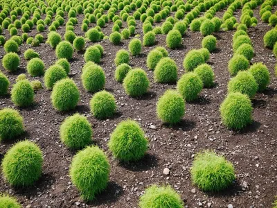 Кохия СЕМЕНА (500 шт) красивый быстрорастущий экзотический кустарник  растения | AliExpress
