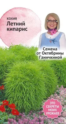 Я выращиваю летний кипарис Кохия из семян | Glav-Dacha.ru | Дзен