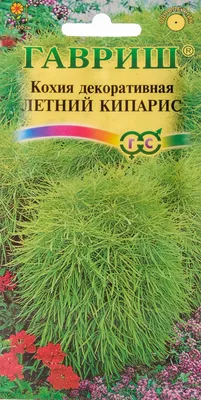 Кохия Летний кипарис (семена,цветы) купить по цене 49 ₽ в интернет-магазине  KazanExpress