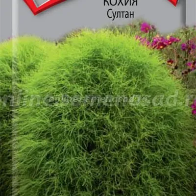 Растения Крыма::Кохия