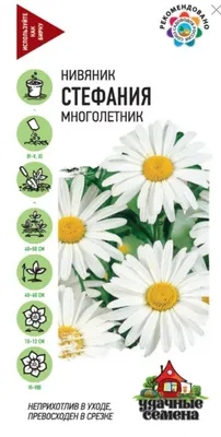 Семена цветов Нивяник Аляска купить с доставкой по Минску и Беларуси