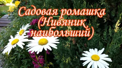 Цветы Нивяник Стефания ЦВ/П (ГАВРИШ) 0,2гр многолетник 40-60см