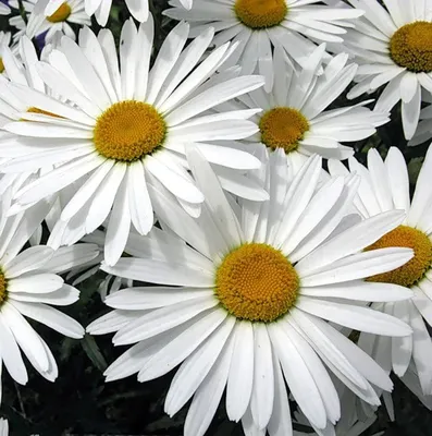 Нивяник наибольший / Leucanthemum maximum \"Crazy Daisy\", цена, купить в  Перми - Многолетние цветы - Питомник «Анютины Глазки» Пермь