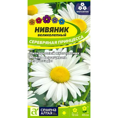 Нивяник обыкновенный - Нивяник - Травянистые растения для открытого грунта  - GreenInfo.ru
