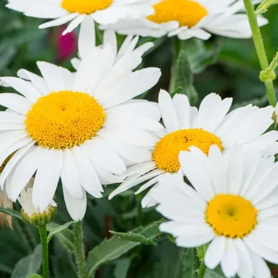 Нивяник наибольший (Leucanthemum maximum) - Нивяник наибольший -  Многолетники - Каталог - LESKOVO-PITOMNIK.ru