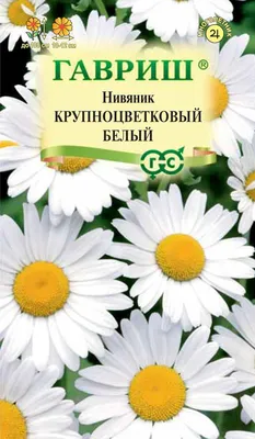 Нивяник большой \"Стефания\" (Контейнер 0,7л.)-Купить в Санкт-Петербурге:  фото и описание, отзывы, цена