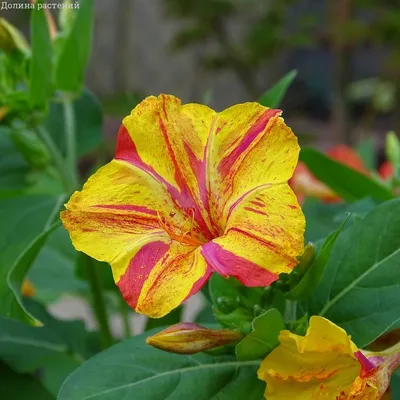 Цветок,который сильно разочаровал - Мирабилис(Ночная красавица, Зорька) -  YouTube